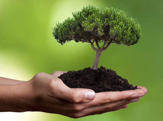 Uma mão segurando uma terra que tem uma árvore representando a sustentabilidade